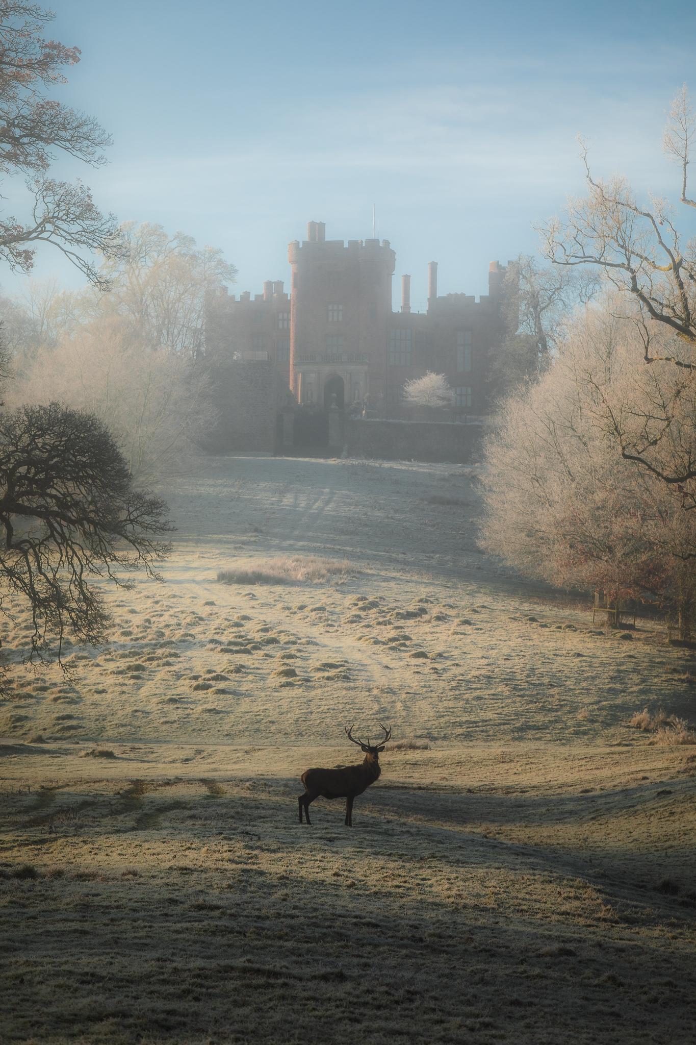 Red Deer Stag in Front of Powis Castle