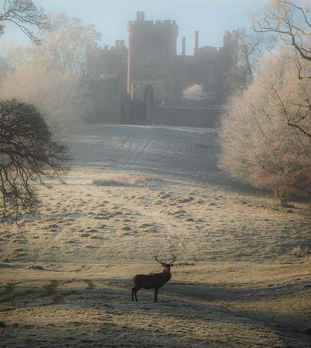 Red Deer Stag in Front of Powis Castle